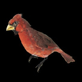 Oiseaumix